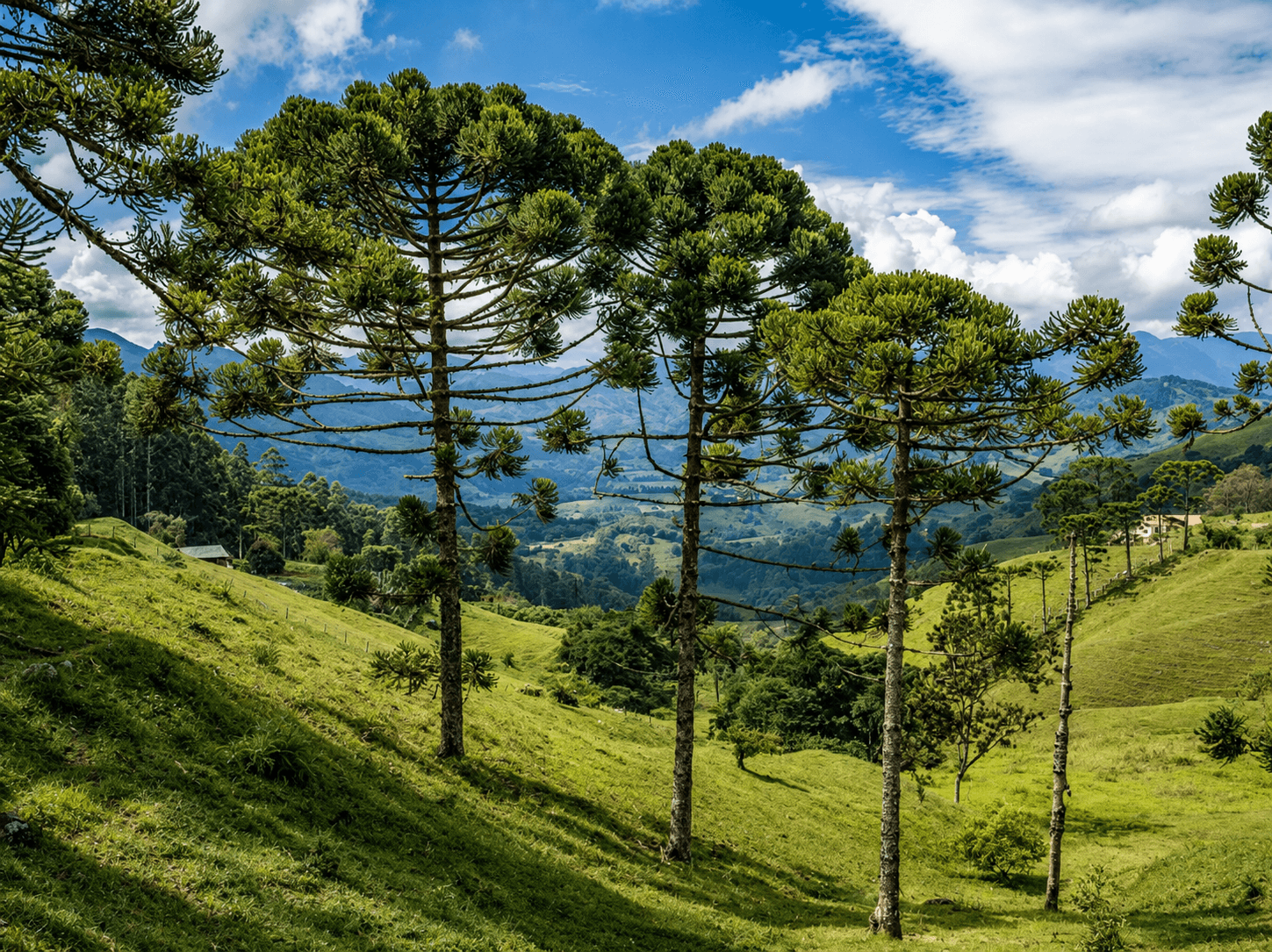 Araucária — árvore símbolo do restaurante, nativa do Sul do Brasil